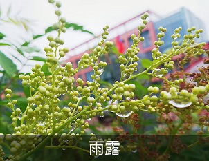 雨露
